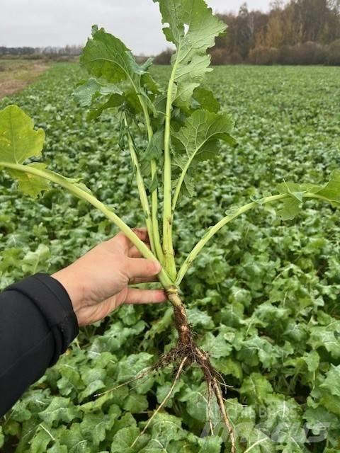 Väderstad Topdown500 Cultivadores