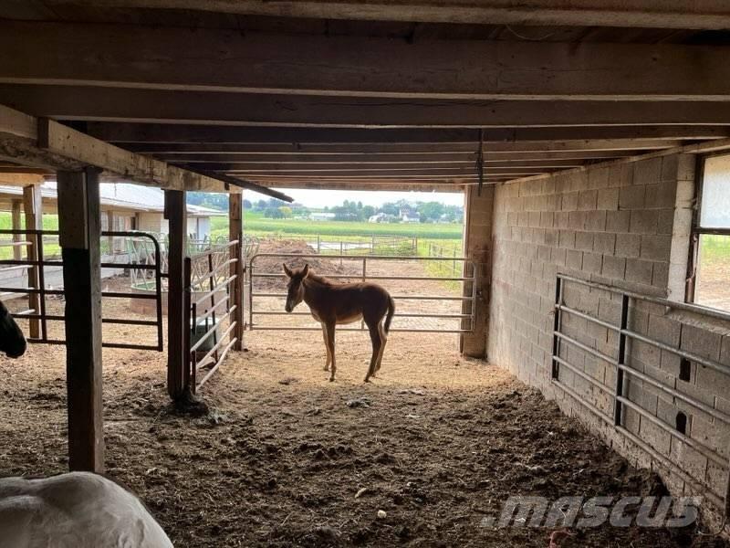  Mule Colt Otros equipos para ganadería