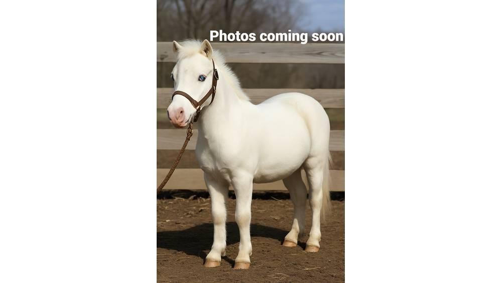 Pony 40" Ordeñadoras