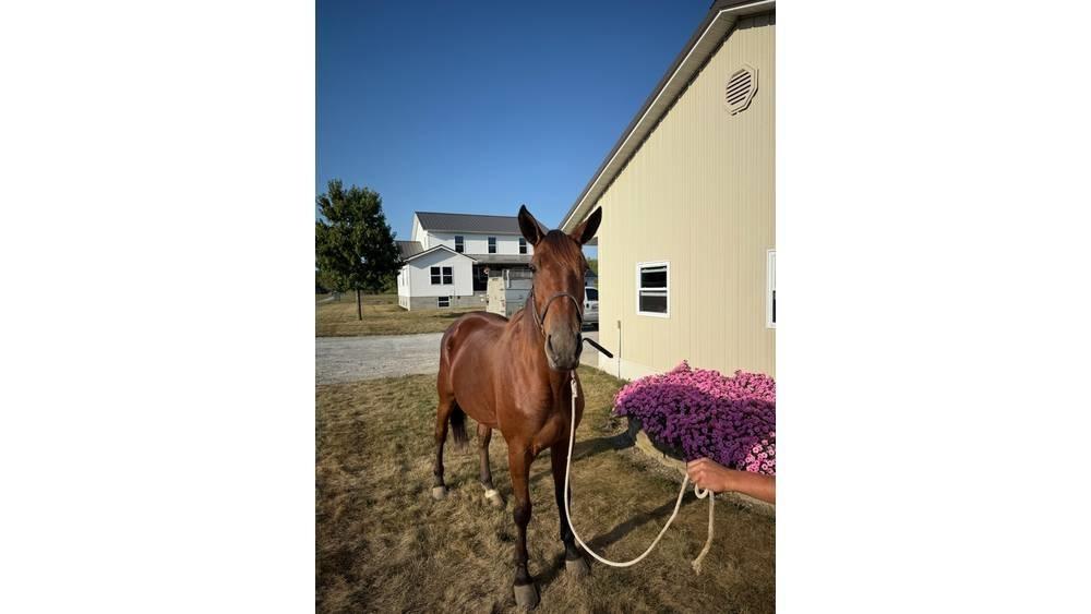  Horse Standardbred Otros equipos para ganadería