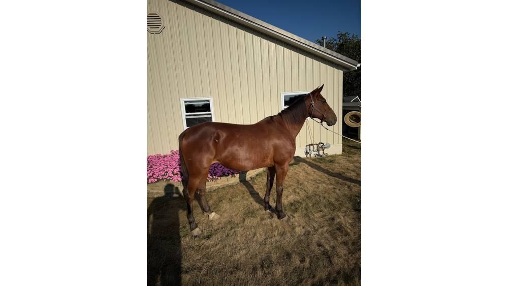  Horse Standardbred Otros equipos para ganadería