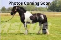  Horse Standardbred Otros equipos para ganadería