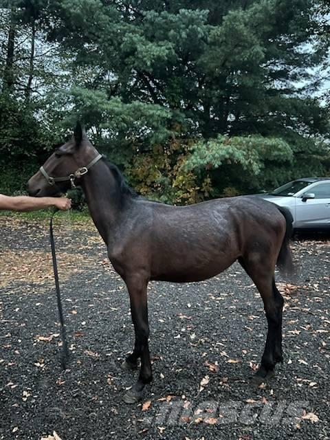  Horse Standardbred Otros equipos para ganadería