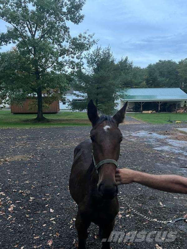  Horse Standardbred Otros equipos para ganadería
