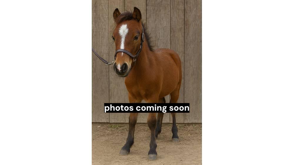  Pony Stallion 35in Ordeñadoras