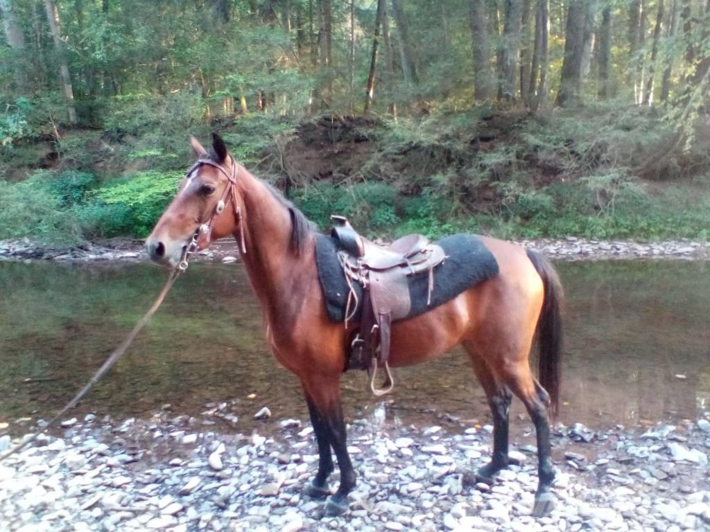 Morgan Mare Otros equipos para ganadería