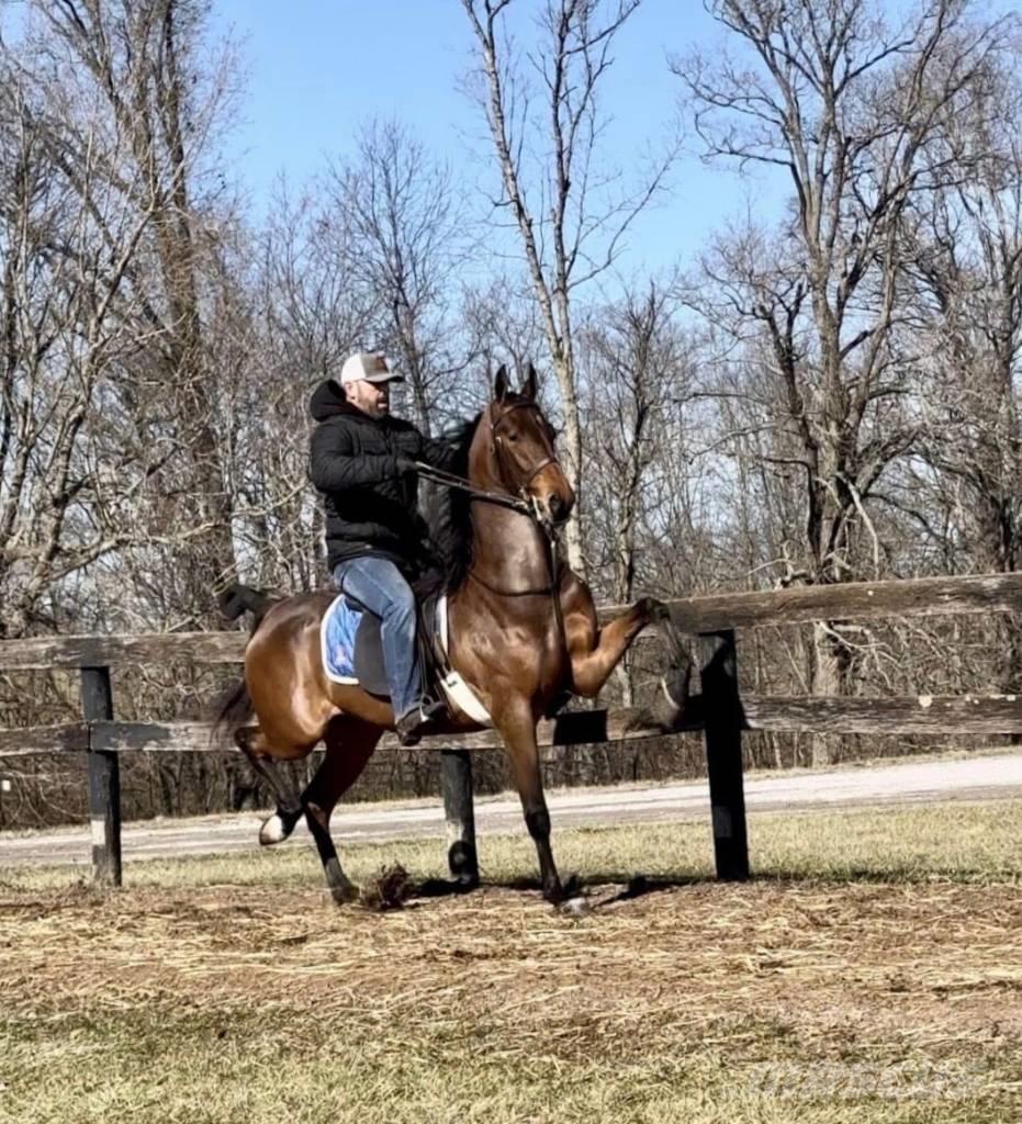  Horse Saddlebred Otros equipos para ganadería