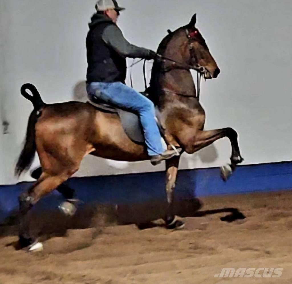  Horse Saddlebred Otros equipos para ganadería