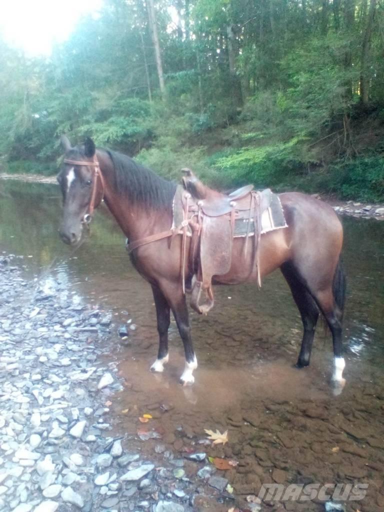  Horse Standaredbred Otros equipos para ganadería