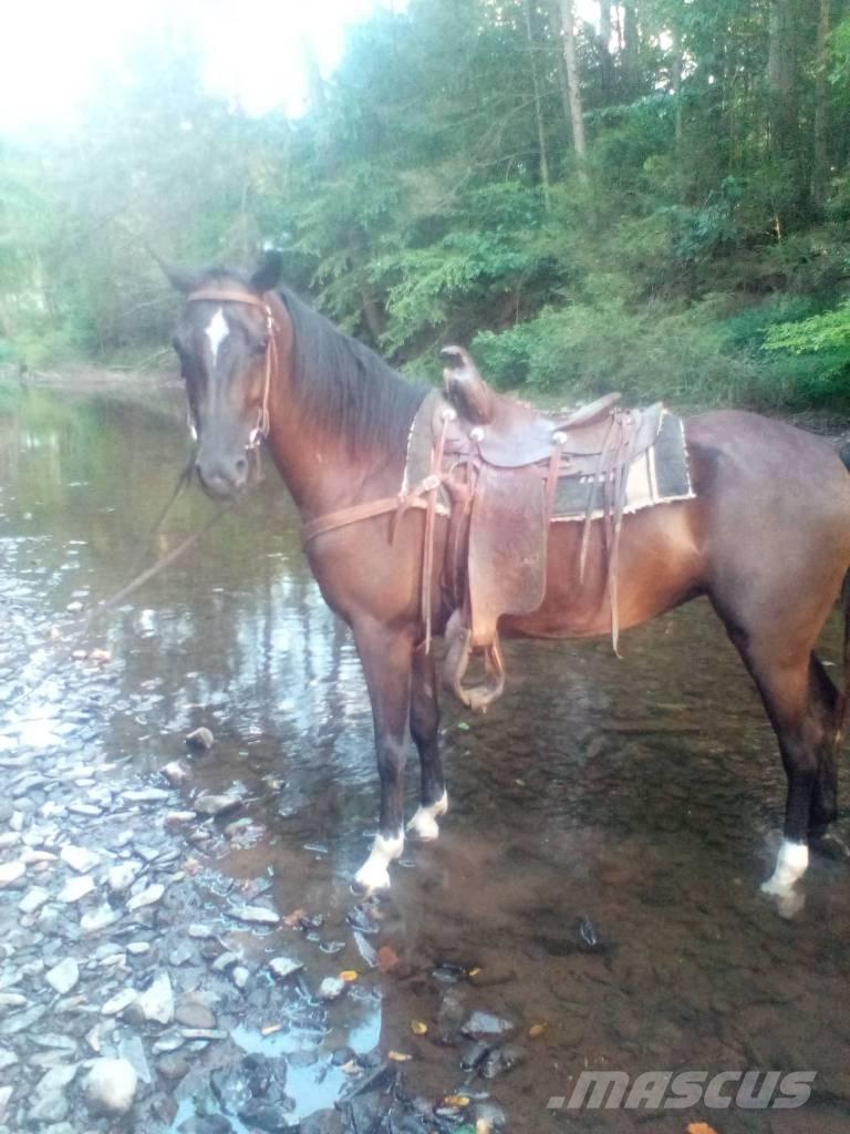  Horse Standaredbred Otros equipos para ganadería