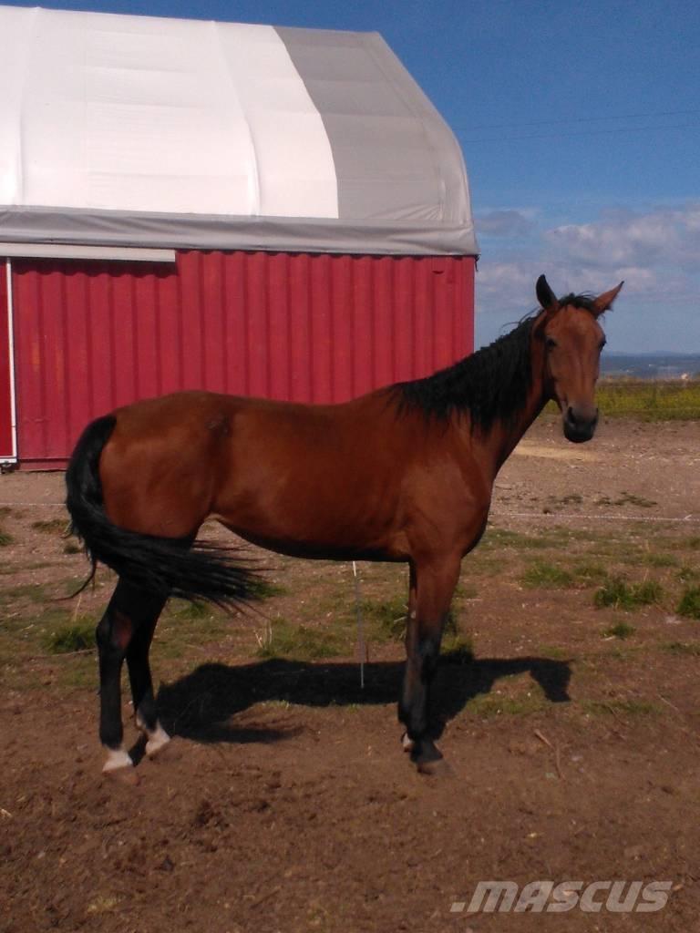  Horse Family Otros equipos para ganadería
