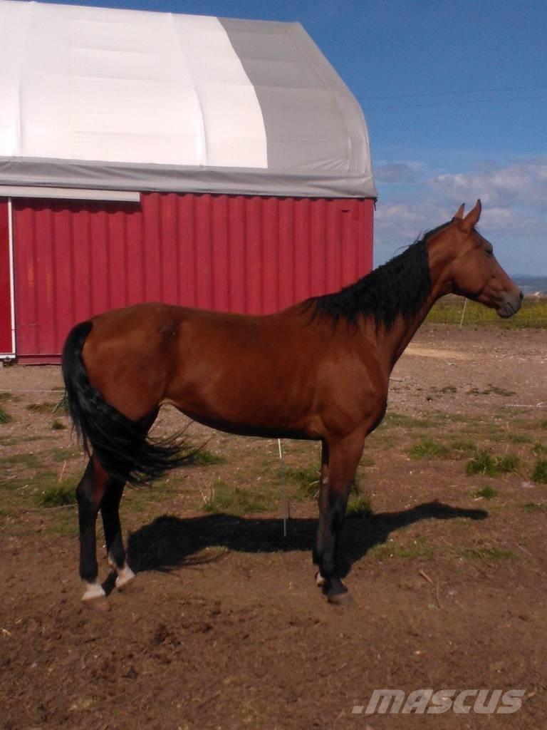  Horse Family Otros equipos para ganadería