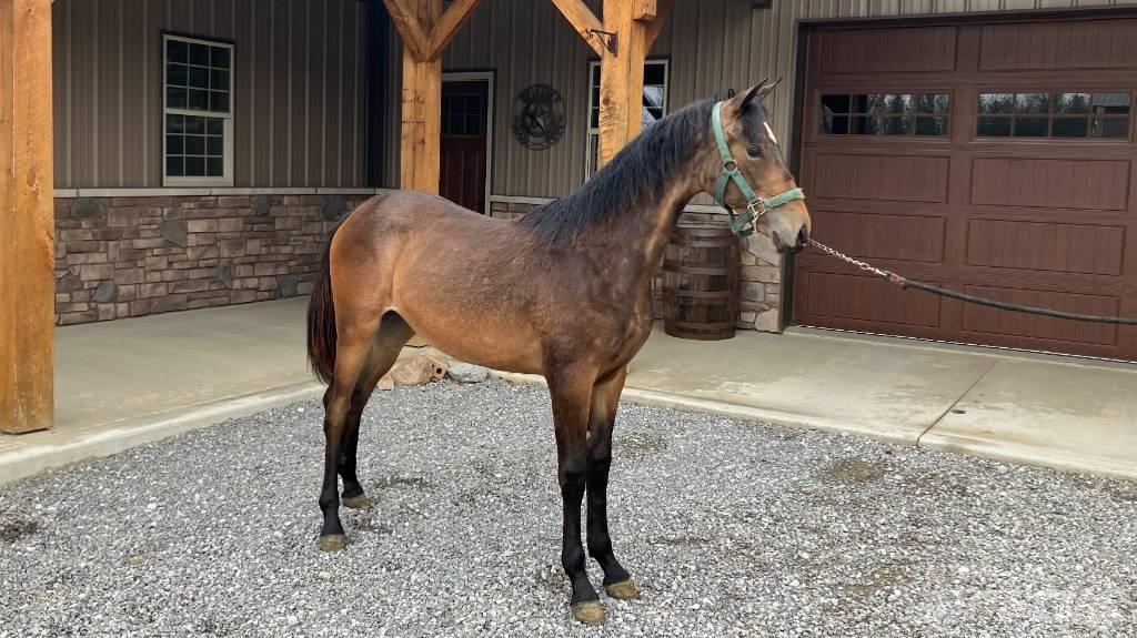 Morgan Filly Otros accesorios para tractores