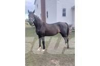  Horse Mare Otros equipos para ganadería