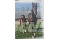  Horse Mare Otros equipos para ganadería