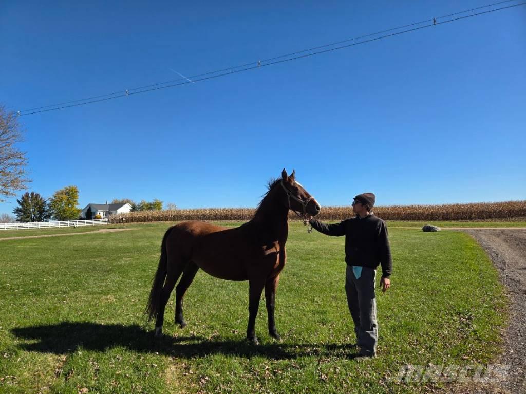  Horse Mare Otros equipos para ganadería