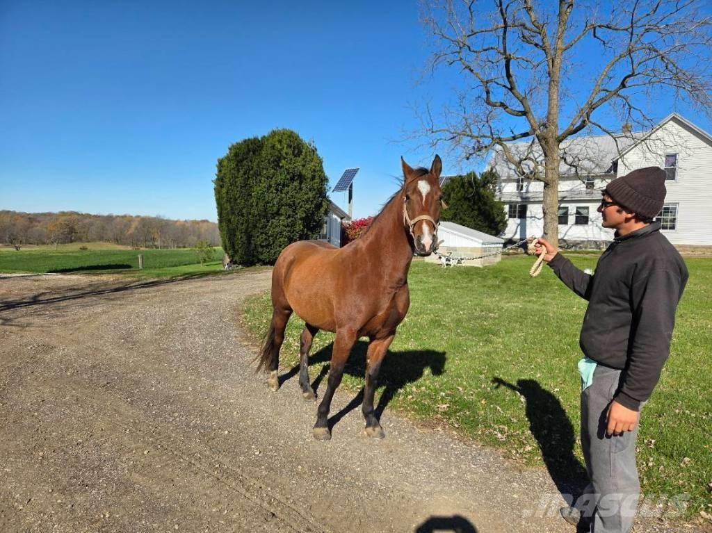  Horse Mare Otros equipos para ganadería