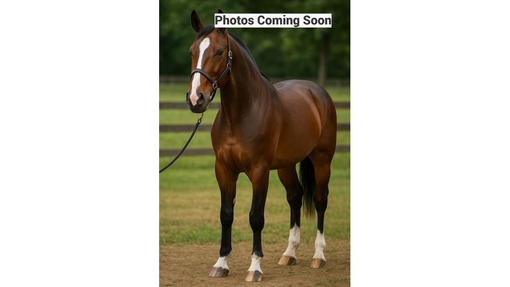  Horse Standardbred Otros equipos para ganadería
