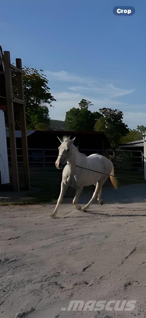  Horse Mare Otros equipos para ganadería