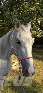  Horse Mare Otros equipos para ganadería