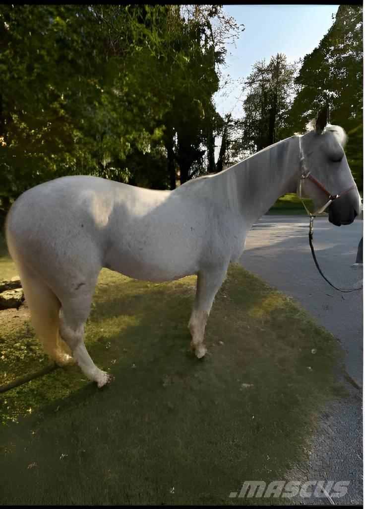  Horse Mare Otros equipos para ganadería