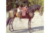  Horse Gelding Otros equipos para ganadería