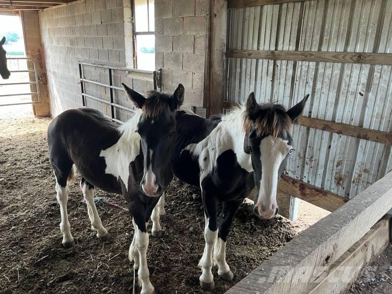  Horse Male Otros equipos para ganadería