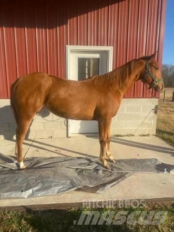  1-Year-Old Mare Construcción - Otros