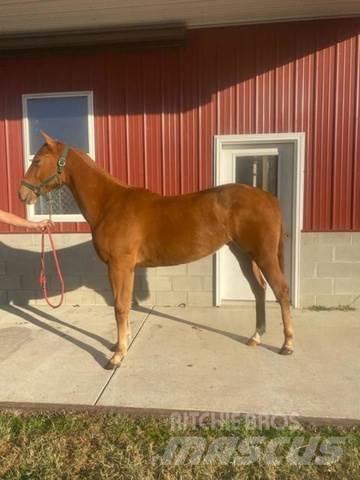  1-Year-Old Mare Construcción - Otros