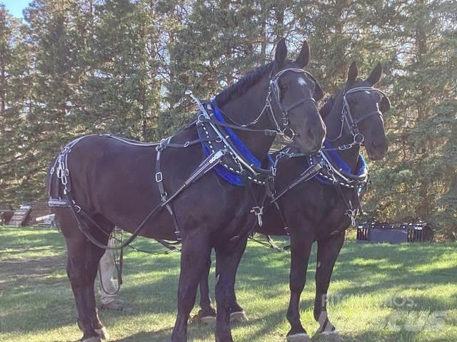  Percheron Team Construcción - Otros