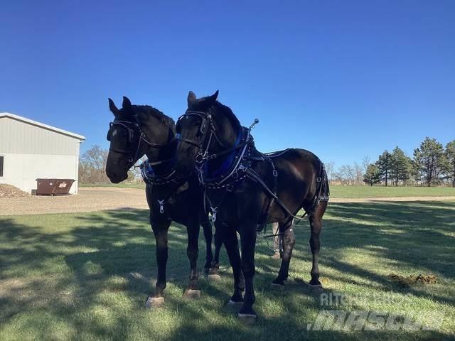  Percheron Team Construcción - Otros