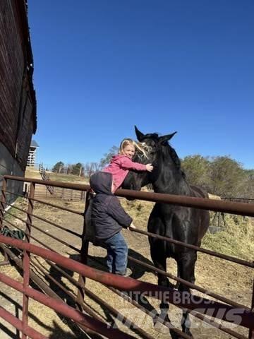  Percheron Team Construcción - Otros