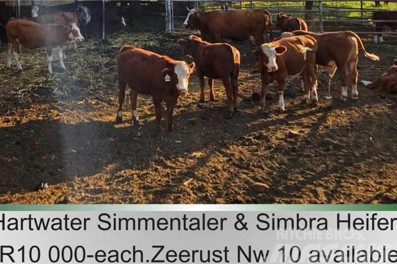  10 x Simmantaler/Simbra heifers Otros camiones